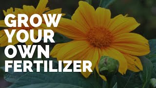Grow Your Own Fertilizer? Grow Tithonia diversifolia!