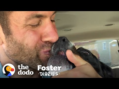 Scared Pittie Gets So Happy When He Meets This Guy And His Pack | The Dodo Foster Diaries
