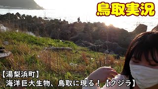 【クジラ】海洋巨大生物、鳥取に現る！【鳥取実況】