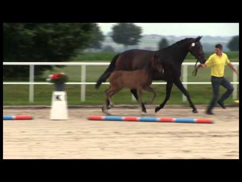 Fashion Maker x Diamond Hit