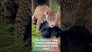 Download lagu macan kumbang adalah macan tutul !! #short #shorts #mitos #misteri mp3 Download lagu macan kumbang adalah macan tutul !! #short #shorts #mitos #misteri mp3