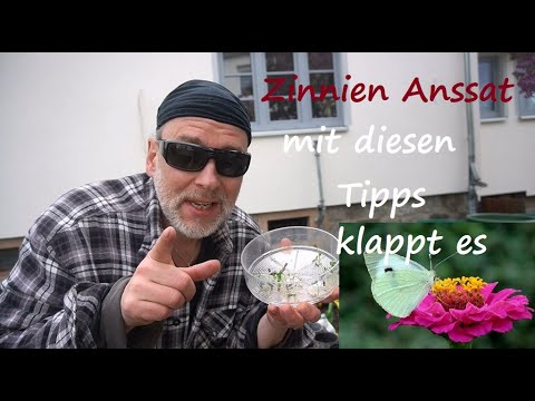 Zinnien Ansaat pikieren, düngen Standort, Pflege Tipps! Zinnia Pflanzen vorziehen und anbauen