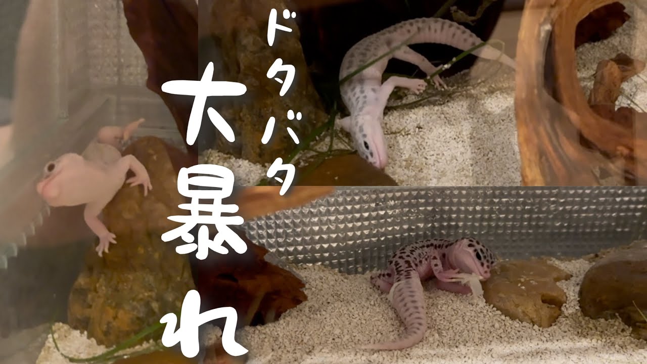 ドタバタ脱皮で大暴れ‼︎一部始終を目撃されたヒョウモントカゲモドキのヤードム