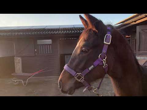 Contendro x Heraldik colt 2020 for sale . john@barlowtrailers.co.uk