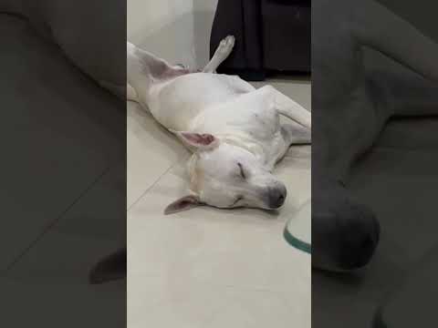 Yenna oru kathothem :D | Vadivelu comedy | Winner | Leo