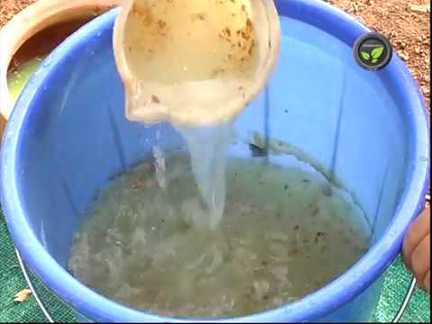 Neem Cake Extract and Neem Oil For Biological Control of Pests & Diseases