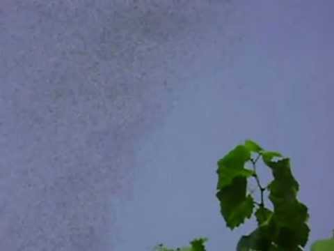 Roj letečih mravelj nad Prlekijo