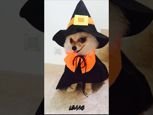 Vídeo relacionado con Disfraz de Halloween para Mascotas, Traje de Hamburguesa para Perros, Ropa Caliente de Cosplay para Cachorros, Vestimenta para Fiestas