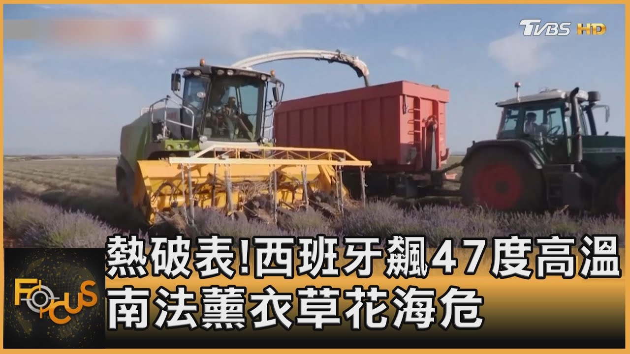 熱破表!西班牙飆47度高溫 南法薰衣草花海危