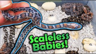 More Baby Scaleless Snakes hatching!! by Snake Discovery