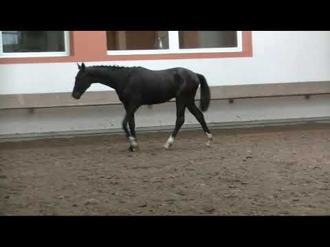 Fleetenkieker TI v. Fürst Belissaro