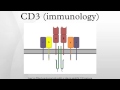 CD3 (immunology) 