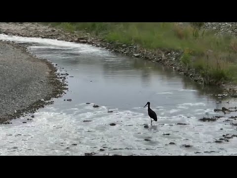 GLOBALink | Rare black storks spotted in Gansu, NW China