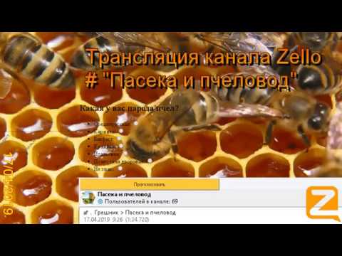 Трансляция канала Zello "Пасека и пчеловод". (Обзор за день) 17/04/2019