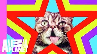 Lil BUB&#39;s Star Party Music Video with Andrew W.K. | Lil BUB&#39;s Special Special