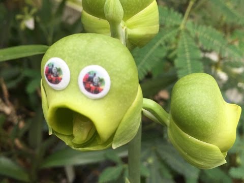 ORCHID CARE: CATASETUM ORCHIDS MY TIPS AND TRICKS TO 4 SEASONS OF CARE