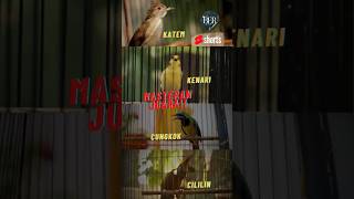 Download lagu KATEM KENARI CUNGKOK CILILIN 🔴 MASTERAN WAJIB PARA PEMAIN BURUNG JUARA❗️ #kicaumania #masteranjernih mp3 Download lagu KATEM KENARI CUNGKOK CILILIN 🔴 MASTERAN WAJIB PARA PEMAIN BURUNG JUARA❗️ #kicaumania #masteranjernih mp3