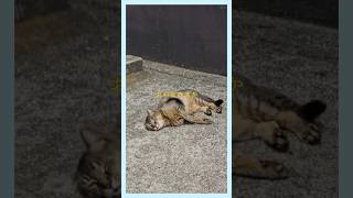 出来立てほやほやの新曲をみんなからもらった動画にのせてお届けします🐈🐾パート2(にゃー)