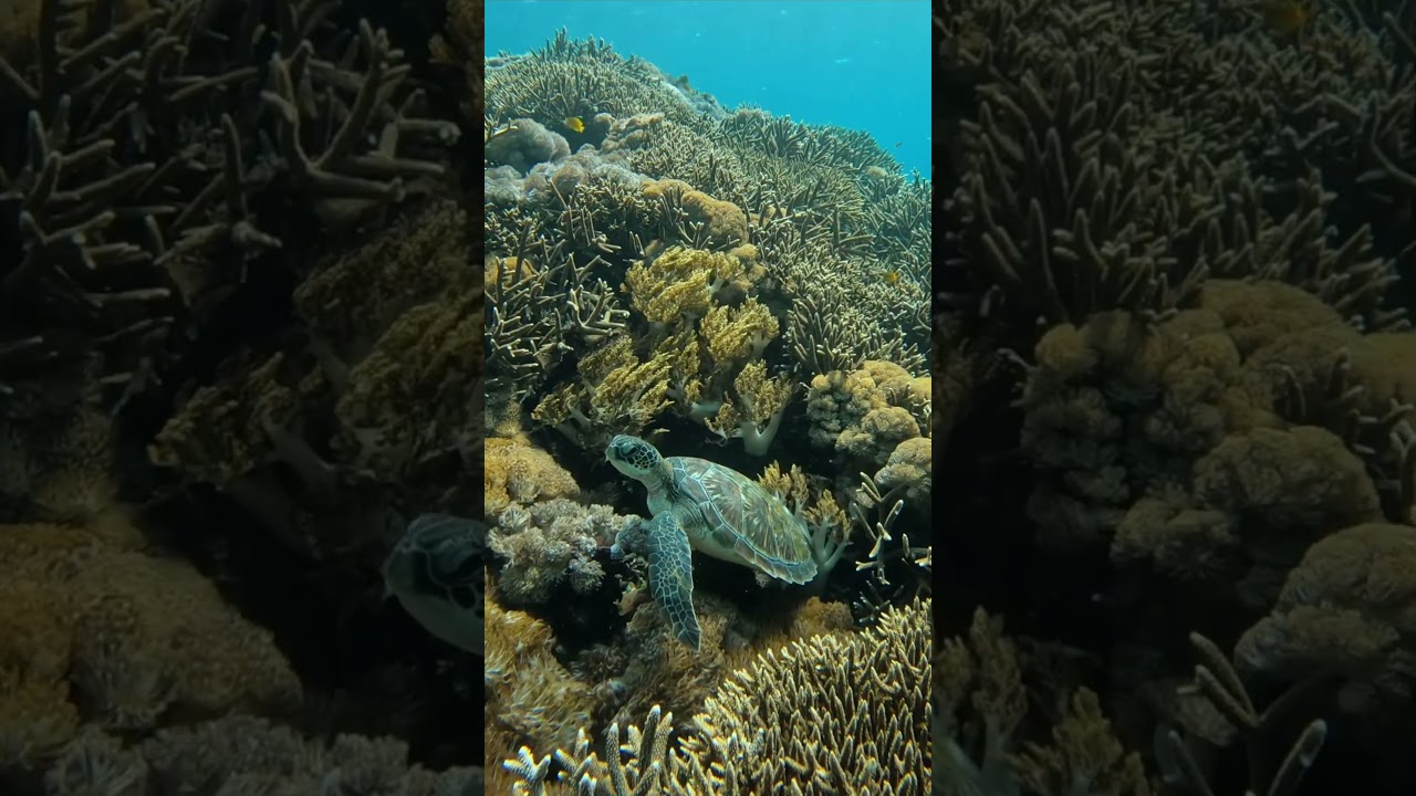 YouTube Short thumbnail