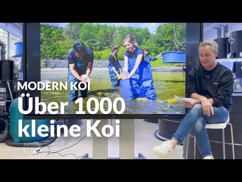 Was wurde aus der Zufallszucht aus dem Naturteich Yamaguchi ? | Modern Koi Blog #7964