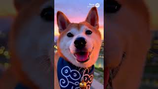京都柴犬旅