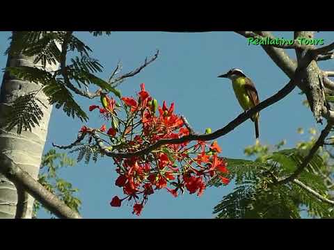 JESUS DANIEL QUINTERO EL COLEADOR SIN FUTURO