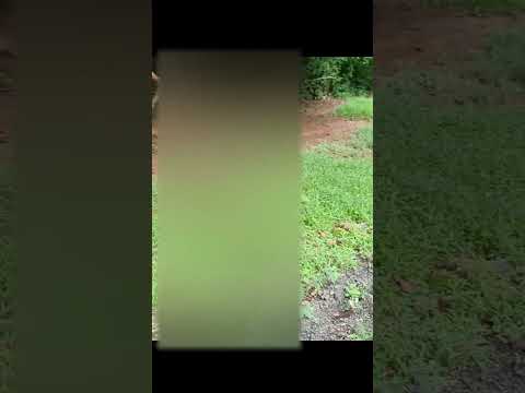 Wildlife monkey actions 07