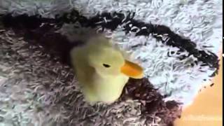 Картинки удочка улитка утенок утка утюг