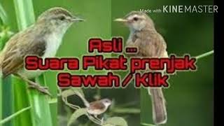 Download lagu Suara pikat burung prenjak sawah ribut mp3