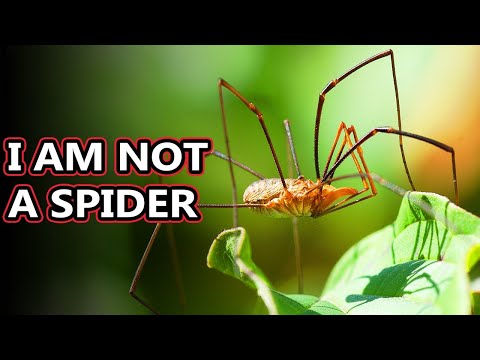 Opiliones facts: they're also known as daddy long legs | Animal Fact Files