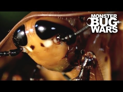 Mexican Red Rump Tarantula vs  Giant Cockroach | MONSTER BUG WARS