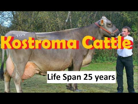 , title : 'Best Cattle Breed For Milk Production In The World | Kostroma Cattle Breed |'