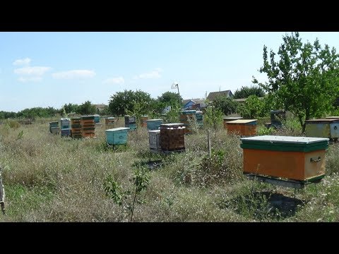 Обзор после откачки мёда на пасике, пчела в августе