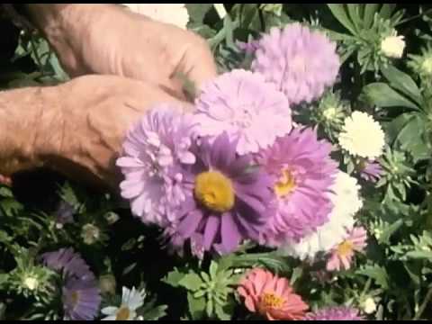 Kje mamici bi rož nabral-ANSAMBEL LOJZETA SLAKA