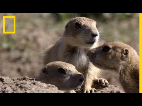 Un coyote tente une attaque sur une colonie de chiens de prairie !