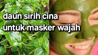 Download lagu Daun sirih cina untuk masker wajah mp3 Download lagu Daun sirih cina untuk masker wajah mp3