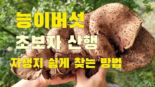 자연산 능이버섯 자생지 초보자가 쉽게 찾는 방법  시골농부가 알려드림