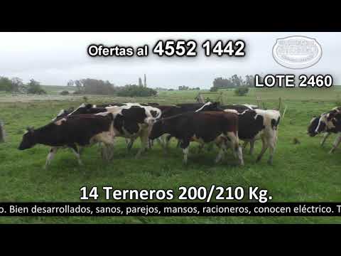 Lote 14 Terneros 14 HO 200kg -  en Larrañaga - R12 km 93 a 18 km de Cardona