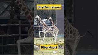 Giraffen beim Rennen. #zoo  #tiere #animals #Giraffen#zootiere #rennen