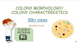 BACTERIAL COLONY MORPHOLOGY / CHARACTERISTICS | Microbiology basics | FY BSc practical series