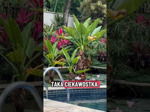 Poranne karmienie w Sao Paulo #ptaki #pisklęta #brazylia #saopaulo #brasil