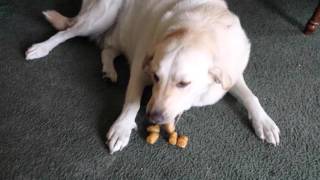 Dog hides tater tots in his mouth