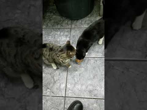 বিড়াল কথা শুনে কিন্তু মানুষ কথা শোনে না।