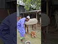 Trying To Extract Cow S Milk
