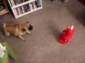 Shadowfax Vs Tickle Me Elmo