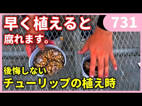 チューリップ: これらの品種は特に長命です 庭の練習