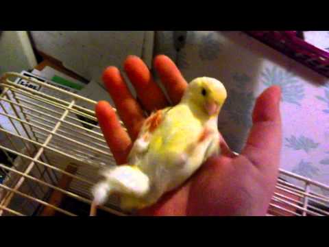 Okaanhaz ft. Rambo Koel