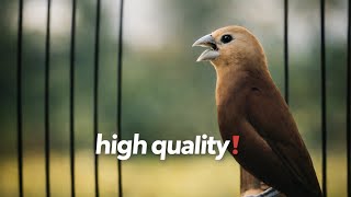 Download lagu Suara Pancingan Burung emprit Bondol kaji gacor 🔥 Audio Berkualitas Tinggi 346 mp3 Download lagu Suara Pancingan Burung emprit Bondol kaji gacor 🔥 Audio Berkualitas Tinggi 346 mp3