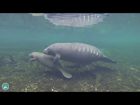 2nd YouTube video about are manatee dangerous