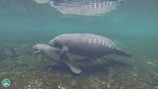 What do manatees do when they are attacked and how do they defend themselves